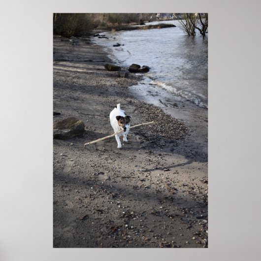 Capo von Oppenheim, Jack Russell Terrier dog Poster (Vorne)