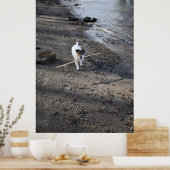 Capo von Oppenheim, Jack Russell Terrier dog Poster (Küche)