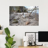 Capo von Oppenheim, Jack Russell Terrier Dog Poster (Heimbüro)