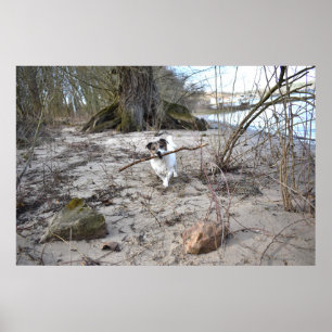 Capo von Oppenheim, Jack Russell Terrier Dog Poster