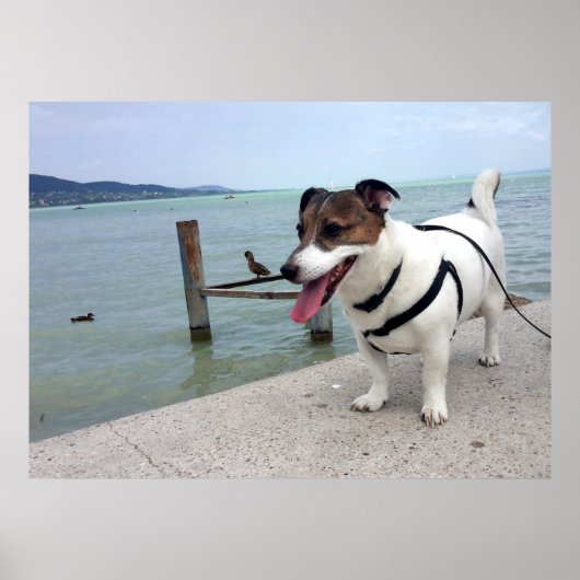 Capo von Oppenheim, Jack Russell Terrier Dog Poster (Vorne)