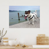 Capo von Oppenheim, Jack Russell Terrier Dog Poster (Küche)