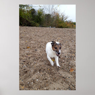Capo von Oppenheim, Jack Russell Terrier dog Poster