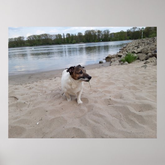 Capo von Oppenheim, Jack Russell Terrier Dog Poster (Vorne)