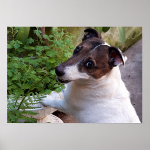 Capo von Oppenheim, Jack Russell Terrier Dog Poster