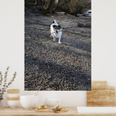 Capo von Oppenheim, Jack Russell Terrier dog Poster (Küche)