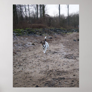 Capo von Oppenheim, Jack Russell Terrier dog Poster