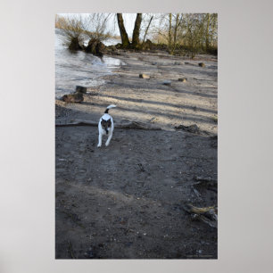 Capo von Oppenheim, Jack Russell Terrier dog Poster