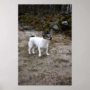 Capo von Oppenheim, Jack Russell Terrier dog Poster