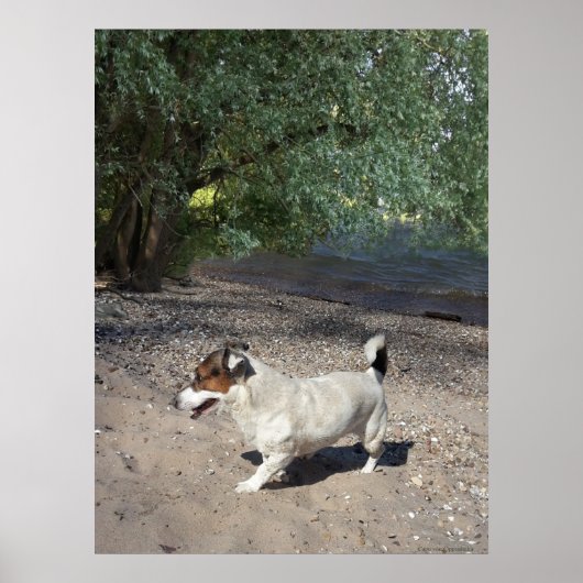 Capo von Oppenheim, Jack Russell Terrier dog Poster (Vorne)