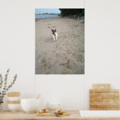 Capo von Oppenheim, Jack Russell Terrier dog Poster (Küche)