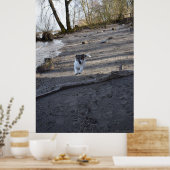 Capo von Oppenheim, Jack Russell Terrier dog Poster (Küche)