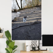 Capo von Oppenheim, Jack Russell Terrier dog Poster (Heimbüro)
