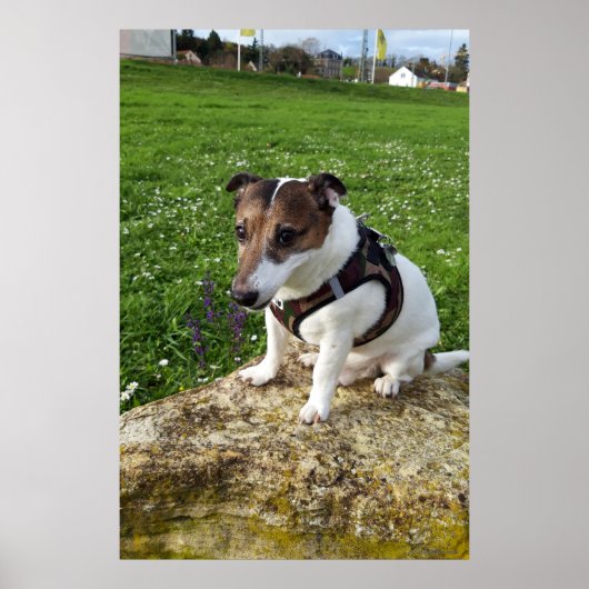 Capo von Oppenheim, Jack Russell Terrier dog Poster (Vorne)