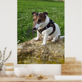 Capo von Oppenheim, Jack Russell Terrier dog Poster (Küche)