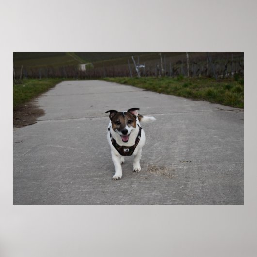Capo von Oppenheim, Jack Russell Terrier dog Poster (Vorne)