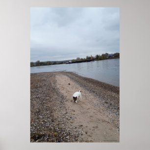 Capo von Oppenheim, Jack Russell Terrier dog Poster