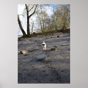 Capo von Oppenheim, Jack Russell Terrier dog Poster