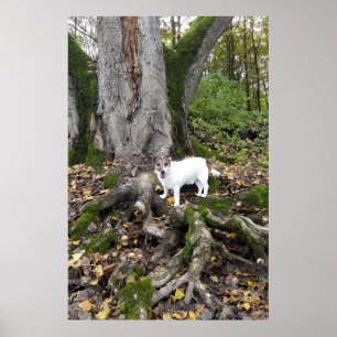 Capo von Oppenheim, Jack Russell Terrier dog Poster