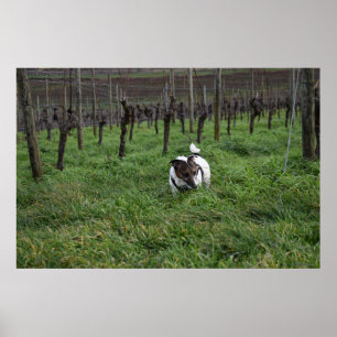 Capo von Oppenheim, Jack Russell Terrier dog Poster