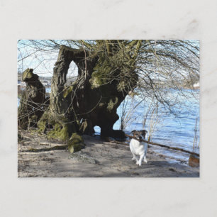 Capo von Oppenheim, Jack Russell Terrier Dog Postkarte