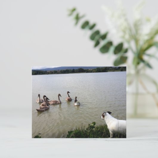 Capo von Oppenheim, Jack Russell Terrier Dog Postkarte (Stehend Vorderseite)