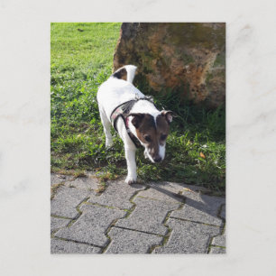 Capo von Oppenheim, Jack Russell Terrier Dog Postkarte