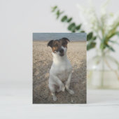 Capo von Oppenheim, Jack Russell Terrier Dog Postkarte (Stehend Vorderseite)