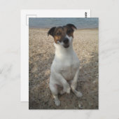 Capo von Oppenheim, Jack Russell Terrier Dog Postkarte (Vorne/Hinten)