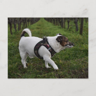Capo von Oppenheim, Jack Russell Terrier Dog Postkarte
