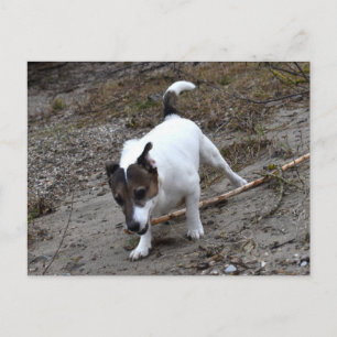 Capo von Oppenheim, Jack Russell Terrier Dog Postkarte