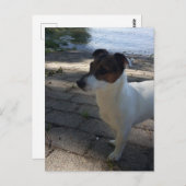 Capo von Oppenheim, Jack Russell Terrier Dog Postkarte (Vorne/Hinten)