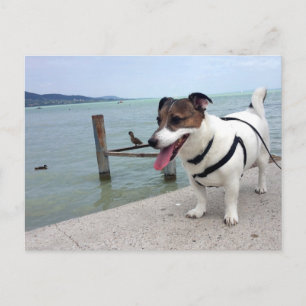 Capo von Oppenheim, Jack Russell Terrier Dog Postkarte