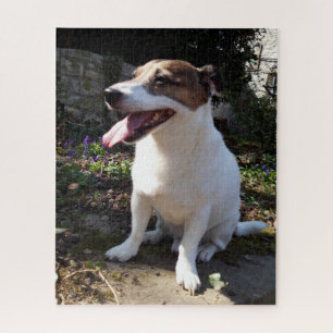 Capo von Oppenheim Jack Russell Terrier, Dog Puzzle