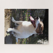 Capo von Oppenheim Jack Russell Terrier, Dog Puzzle (Horizontal)