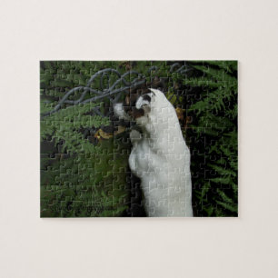 Capo von Oppenheim, Jack Russell Terrier Dog Puzzle