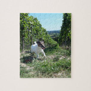 Capo von Oppenheim Jack Russell Terrier, Dog Puzzle
