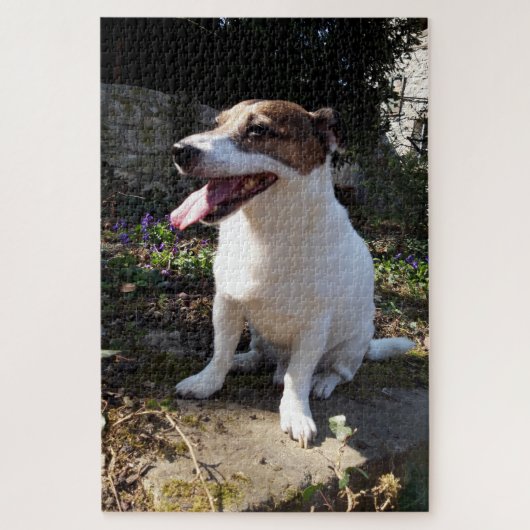 Capo von Oppenheim Jack Russell Terrier, Dog Puzzle (Vertikal)