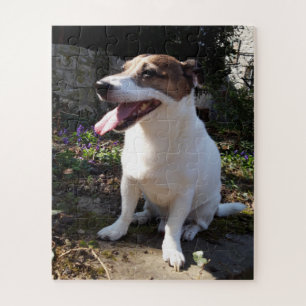 Capo von Oppenheim Jack Russell Terrier, Dog Puzzle