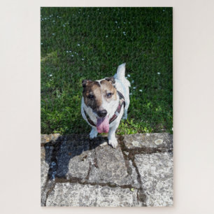 Capo von Oppenheim Jack Russell Terrier, Dog Puzzle