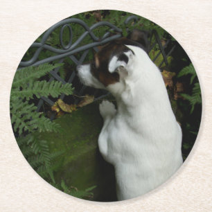Capo von Oppenheim Jack Russell Terrier, Dog Runder Pappuntersetzer