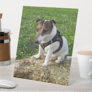 Capo von Oppenheim, Jack Russell Terrier Dog Sockelschild