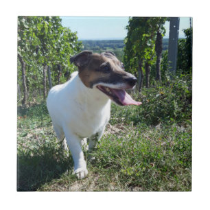 Capo von Oppenheim Jack Russell Terrier, Hund Fliese