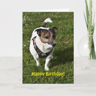 Capo von Oppenheim Jack Russell Terrier, Hund Karte