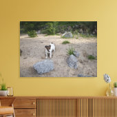 Capo von Oppenheim, Jack Russell Terrier, Hund Leinwanddruck (Insitu (Wohnzimmer))