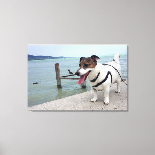 Capo von Oppenheim, Jack Russell Terrier Hund Leinwanddruck