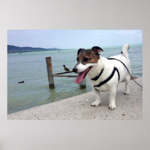 Capo von Oppenheim, Jack Russell Terrier Hund Poster