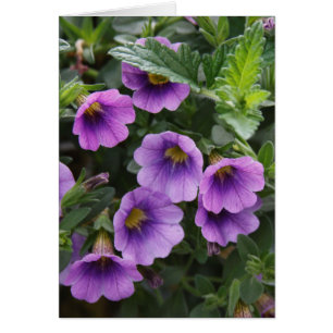 Capra Card 003 A