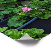 Capri Italy Poster (Ecke)