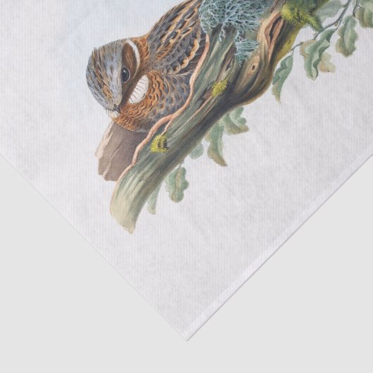 Caprimulgus Ruficollis, Decoupage Seidenpapier (Ausschnitt)